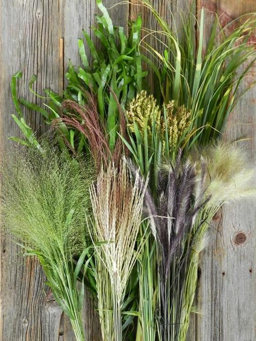 ASSORTED GRASSES